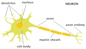 Contribution of Brain 2 - rescaled